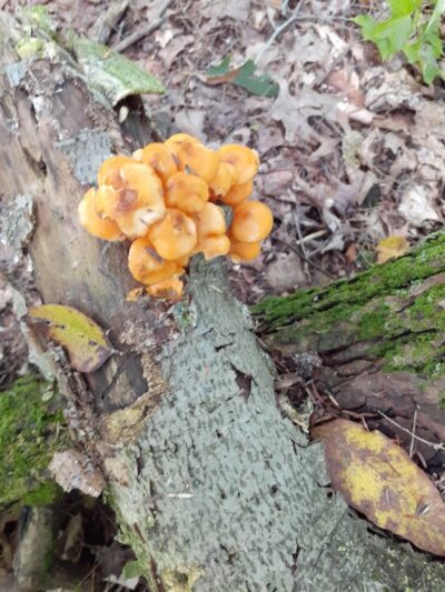 Bentley Nature Preserve - Jamestown, NY