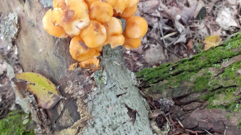 Bentley Nature Preserve - Jamestown, NY