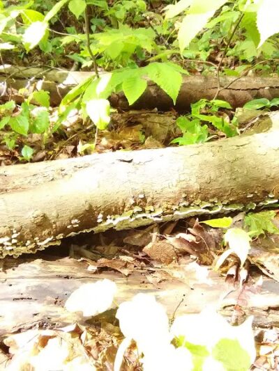 Bentley Nature Preserve - Jamestown, NY