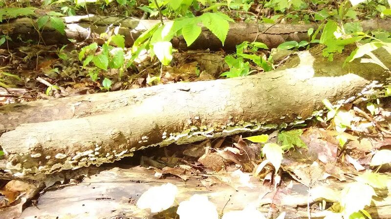 Bentley Nature Preserve - Jamestown, NY