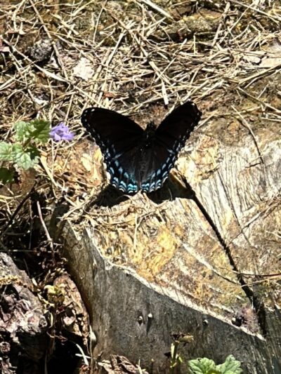 Bentley Nature Preserve - Jamestown, NY