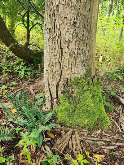 Bentley Nature Preserve - Jamestown, NY