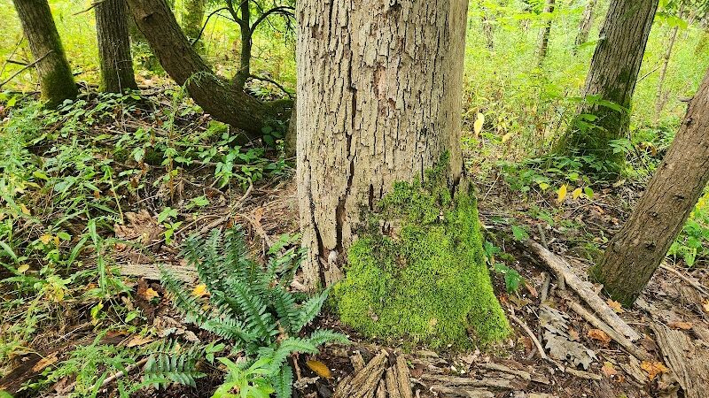 Bentley Nature Preserve - Jamestown, NY