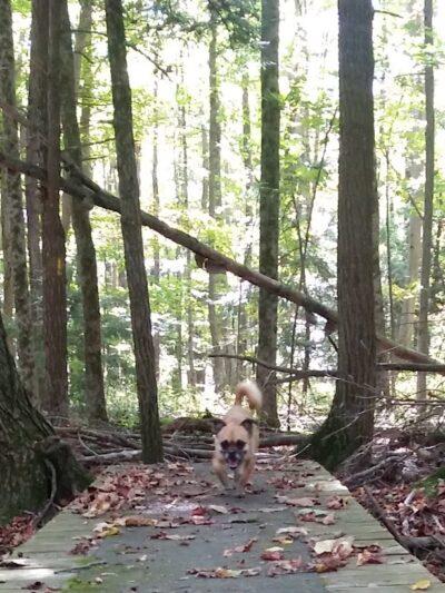 Bentley Nature Preserve - Jamestown, NY