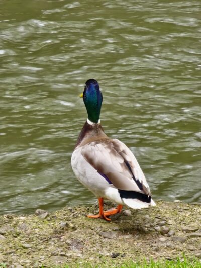 Jamestown River Walk - Jamestown, NY