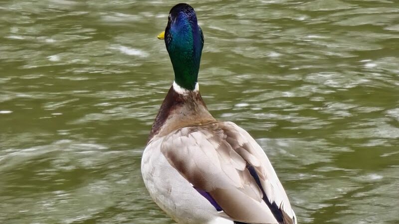 Jamestown River Walk - Jamestown, NY