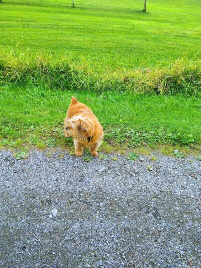 Jones Memorial Park - Jamestown, NY