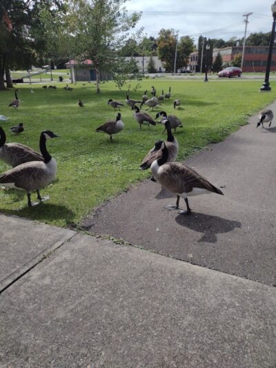 McCrea Point Park & Public Boat Launch - Jamestown, NY
