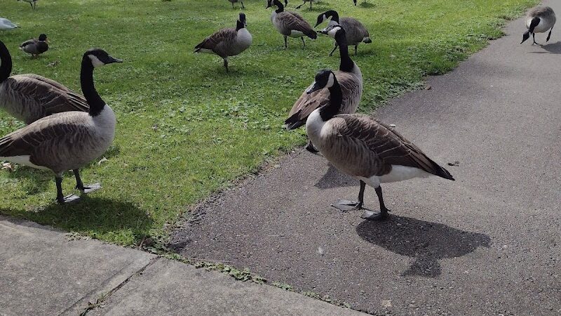 McCrea Point Park & Public Boat Launch - Jamestown, NY
