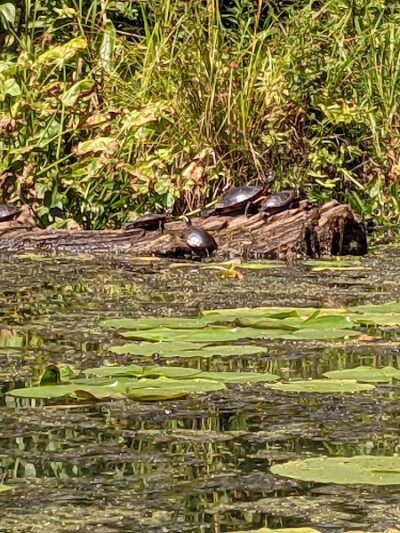 McCrea Point Park & Public Boat Launch - Jamestown, NY