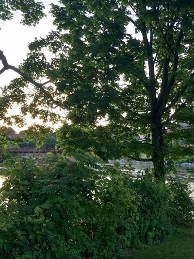 Panzarella Island Park - Jamestown, NY