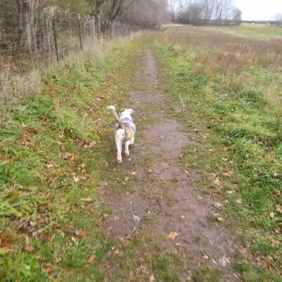 Paw Print Dog Park - Janesville, WI