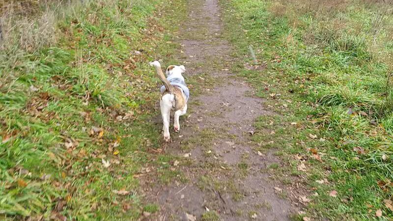 Paw Print Dog Park - Janesville, WI