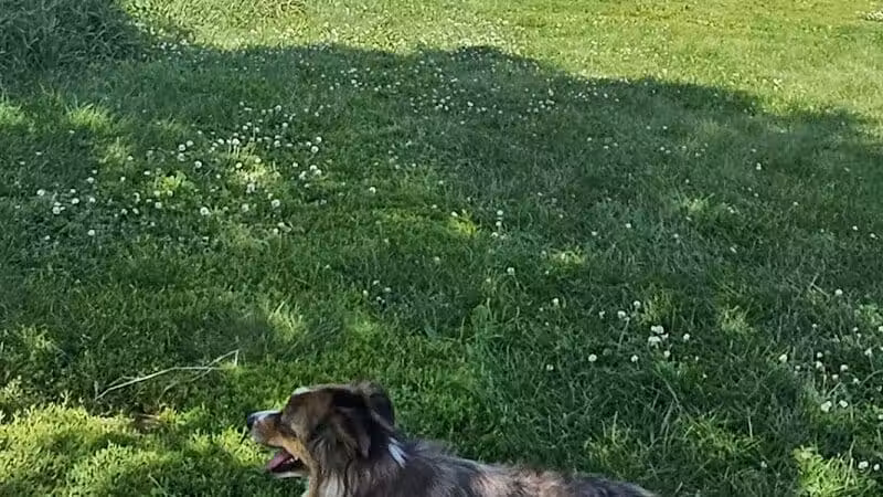 Paw Print Dog Park - Janesville, WI