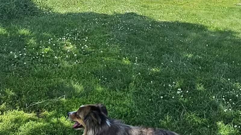 Paw Print Dog Park - Janesville, WI