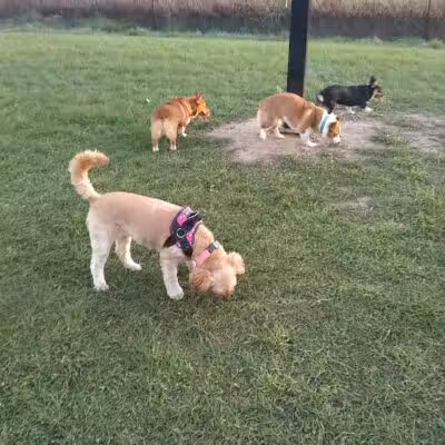 Paw Print Dog Park - Janesville, WI