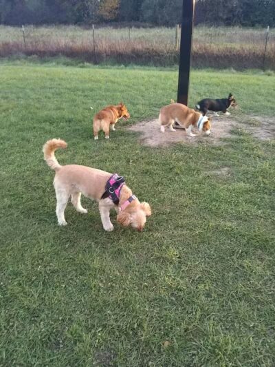Paw Print Dog Park - Janesville, WI