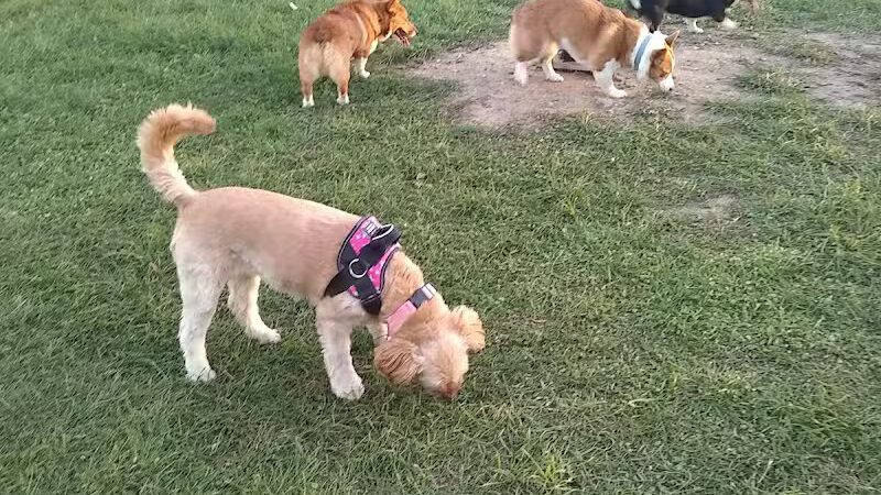 Paw Print Dog Park - Janesville, WI