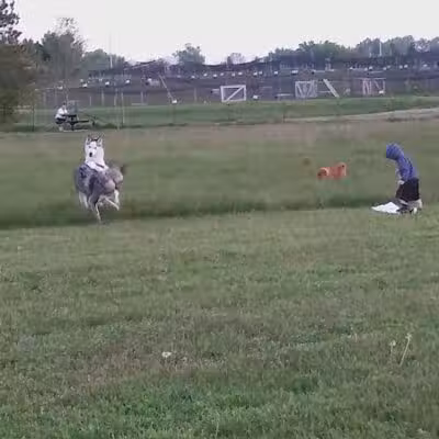 Paw Print Dog Park - Janesville, WI