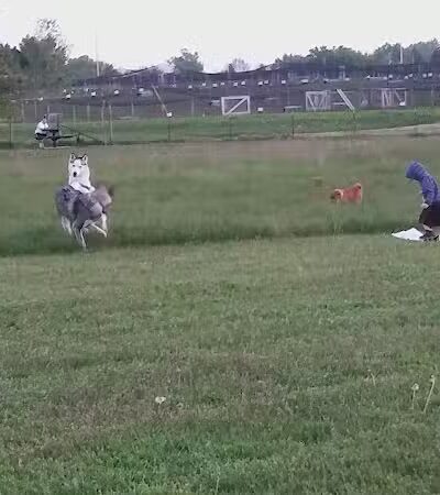 Paw Print Dog Park - Janesville, WI