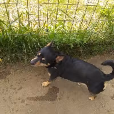 Paw Print Dog Park - Janesville, WI