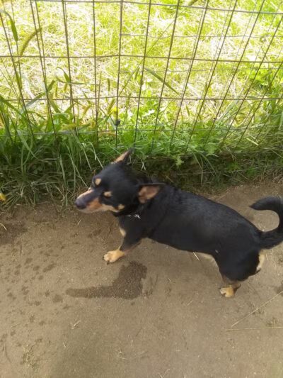 Paw Print Dog Park - Janesville, WI