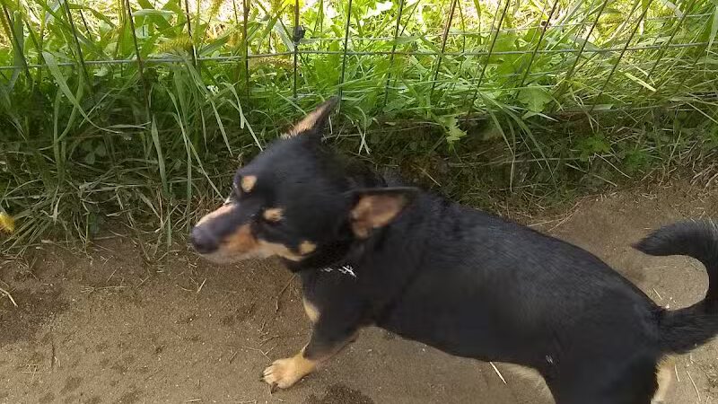 Paw Print Dog Park - Janesville, WI