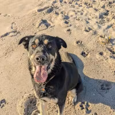 Walton Rock Dog Park - Jensen Beach, FL