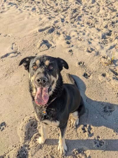 Walton Rock Dog Park - Jensen Beach, FL