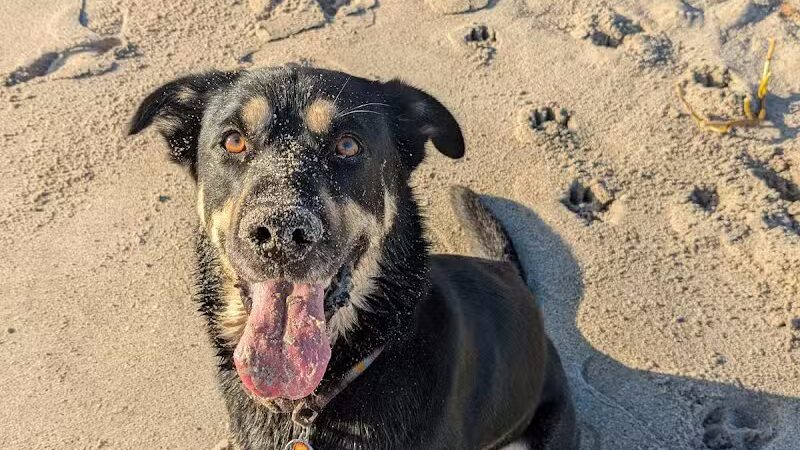 Walton Rock Dog Park - Jensen Beach, FL