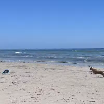 Walton Rock Dog Park - Jensen Beach, FL