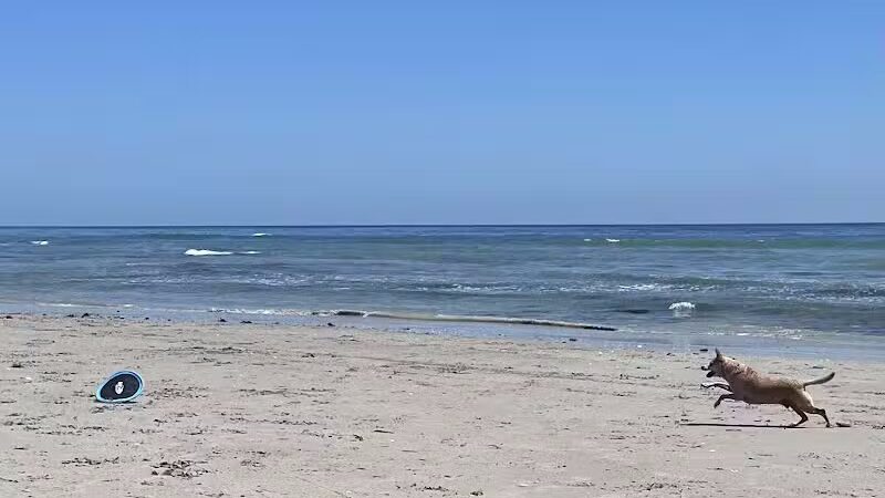 Walton Rock Dog Park - Jensen Beach, FL