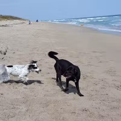 Walton Rocks Beach / Dog Park - Jensen Beach, FL