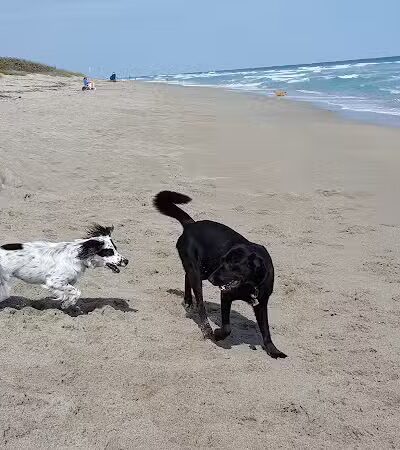 Walton Rocks Beach / Dog Park - Jensen Beach, FL