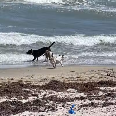 Walton Rocks Beach / Dog Park - Jensen Beach, FL