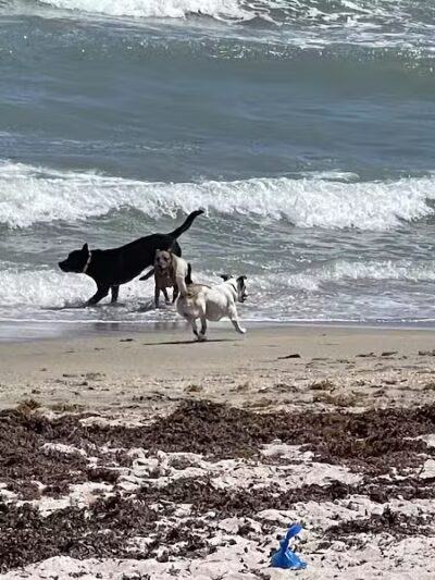 Walton Rocks Beach / Dog Park - Jensen Beach, FL