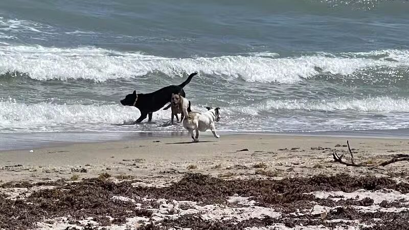 Walton Rocks Beach / Dog Park - Jensen Beach, FL