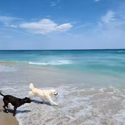 Walton Rocks Beach / Dog Park - Jensen Beach, FL