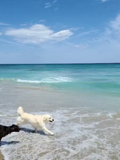 Walton Rocks Beach / Dog Park - Jensen Beach, FL