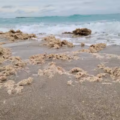 Walton Rocks Beach / Dog Park - Jensen Beach, FL