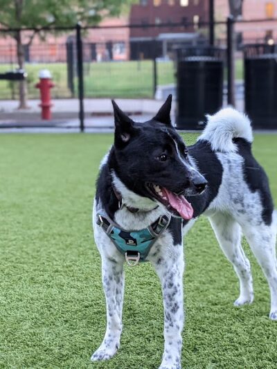 108 First Street Dog Park - Jersey City, NJ