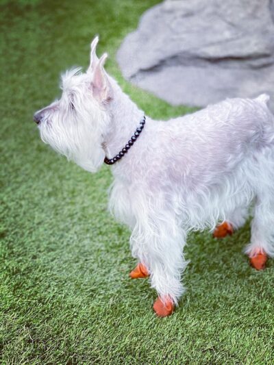 108 First Street Dog Park - Jersey City, NJ