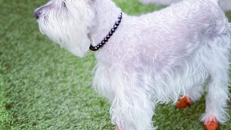 108 First Street Dog Park - Jersey City, NJ