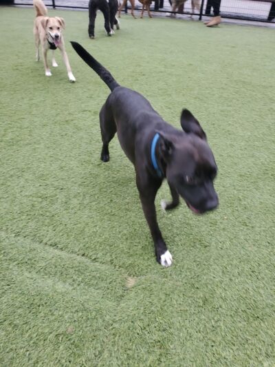 108 First Street Dog Park - Jersey City, NJ