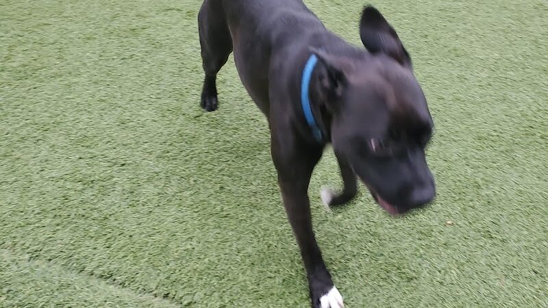 108 First Street Dog Park - Jersey City, NJ