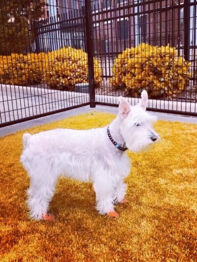 108 First Street Dog Park - Jersey City, NJ