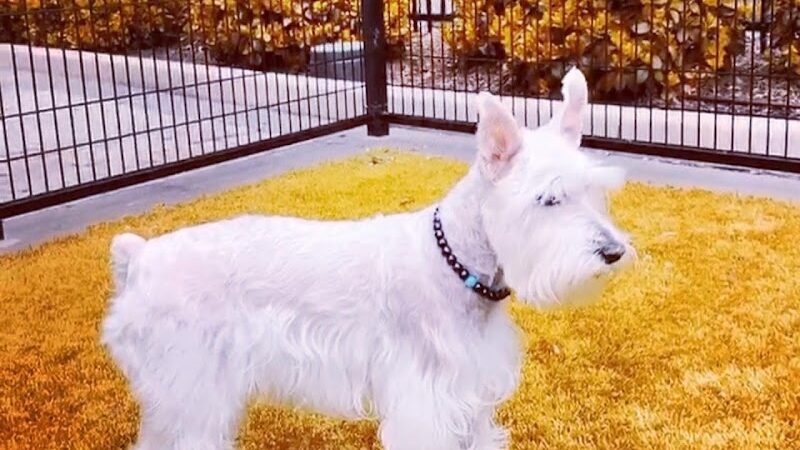 108 First Street Dog Park - Jersey City, NJ