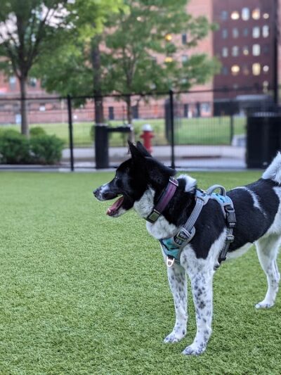 108 First Street Dog Park - Jersey City, NJ