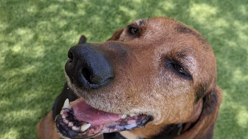 108 First Street Dog Park - Jersey City, NJ