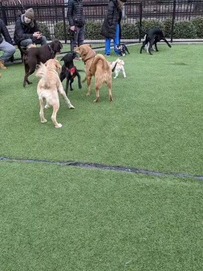 108 First Street Dog Park - Jersey City, NJ